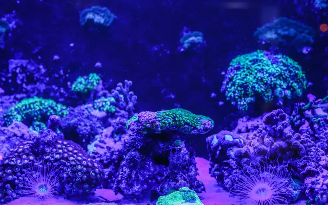 Dubai Aquarium and Underwater Zoo photo 4